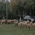 Neverovatna scena iz Zemuna: Automobili prolaze tik pored stada ovaca