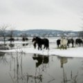 Glas Amerike: Evakuacija skoro 200 krava i konja zaglavljenih na Krčedinskoj adi