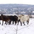 Pauza u spasavanju grla sa Krčedinske ade – sedam krava i krdo poludivljih konja čekaju pomoć