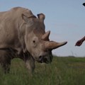 Prva uspešna ventelesna oplodnja belog nosoroga daje nadu za spas vrsta kojima preti izumiranje