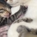 Posle ovog snimka nećete moći da obuzdate suze Mački su uginula dva mladunca, njena reakcija će vas slomiti (video)