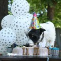 „Ulični psi” Festival pasa svih rasa na Kalemegdanu Festival pasa na Kalemegdanu od 14. do 16. juna