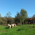 Ovčarska proizvodnja sve prisutnija u Šumadiji i Pomoravlju