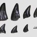 Kada su dinosaurusi šetali Srbijom: Otkriveni prvi ostaci izumrlih gmizavaca kod Pirota