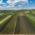 Smrtonosna bolest se munjevito širi vinogradima, stigla nam do granice: Stručnjaci u strahu, neizlečivo je