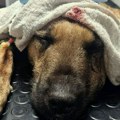 Motkom krvnički po glavi i telu izudarao Mirnog psa Veterinari jedva spasili život Njonju - sada traži dom jer će ga na ulici…