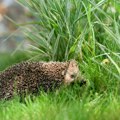 Dirljiva priča iz Siriga: Vatrogasci u poslednji čas spasli maleno šumsko biće iz požara