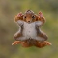 Od zavodljivog orangutana, do nosoroga sa "perikom": 40 najsmešnijih fotografija divljih životinja u 2025. godini