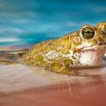 Žabe krastače kao predatori
