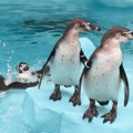 Tuga: Na Antarktiku zbog otapanja leda uginulo do 10.000 pingvina