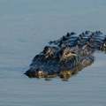 Aligator sa ljudskim ostacima u čeljustima pronađen na Floridi, dug je četiri metra