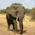 Najmanje 100 slonova uginulo zbog suše u Zimbabveu