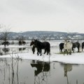 Ponovo odložena evakuacija preostalih konja sa Krčedinske ade