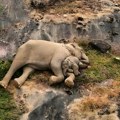Kako se izgubljeno slonče vratilo u majčin zagrljaj: Dirljivi susret u indijskom rezervatu (VIDEO)