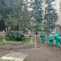 „Gradsko zelenilo“ u akciji Posađeno još 11 stabala u našem gradu