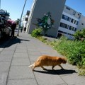 Ceo grad na nogama: Traži se "otrovna mačka", građani Fukujame upozoreni da je ne pipaju