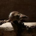 Holandski naučnici tvrde da je loša reputacija glodara neopravdana: Predlog da Amsterdam uvede zone za hranjenje pacova