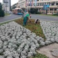 Na Trgu Slobode 18 cvetnih žardinjera: "Počelo letnje ulepšavanje Novog Sada (foto)