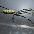 Invazija džoro paukova: Milioni džinovskih stvorenja šire se Amerikom: "Veliki su kao ruka, kreću se ka Njujorku i otrovni…