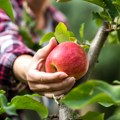 LIMUN IZ TURSKE JEFTINIJI OD SRPSKE JABUKE! Mrtva trka i sa cenama mandarina i pomorandži, evo šta je glavni razlog