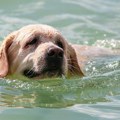 "Nadam se da neće sresti foku": Tek kasnije sam shvatio zašto mi je vlasnik labradora izgovorio ovo na plaži