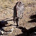 Evo šta se dogodilo: Poznato kako je pobegla zebra u Beogradu