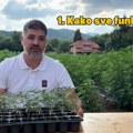 Predrag Koluvija sada i lično reklamira konoplju