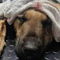 "Kakva osoba je sposobna da krvnički udara nedužno biće": Čovek izudarao psa motkom po glavi i telu u Priboju