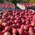 Hladnjače pune jabuka zbog uvoza, voćari očajni (VIDEO)