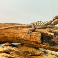 Egzotični ljubimci sve popularniji u Subotici: od gekona do tarantula