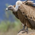 Počinje nova sezona: Markira se najmlađa generacija supova