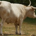 Utekao ispod noža Razjareni bik uleteo u prepunu berbernicu, ali ne onaj što liči na Trampa bio spreman za „tradicionalno…