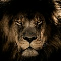 Životinje se više plaše ljudskog govora nego rike lavova