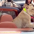 Životinje: Žena uhapšena u Tajlandu jer je provozala lava u kabrioletu