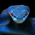 Džinovska prastara zmija pronađena u Indiji mogla je da bude dugačka kao Ti-Reks