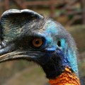 Najopasnijoj ptici preti izumiranje: Čovek joj najveći neprijatelj