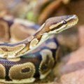 Brazilska boa šokirala stručnjake: Gajim zmije već 50 godina, ali nisam video ništa slično, to su zapravo klonovi (foto)