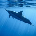 Pronađen još jedan mrtav delfin u hrvatskom Jadranu: Sumnja se da je ubijen