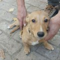 Senka traži svoju porodicu i dom – Ne kupuj, udomi za ljubav