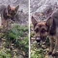 Potresan prizor kod Beograda: Izgladneli psi lancima vezani, nemački ovčari ne liče na sebe (video)