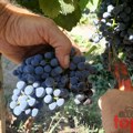 Dobra godina iza mladog vinogradara Dimitrija, vino sa oznakom 2025 biće vrhunskog kvaliteta (FOTO, VIDEO)