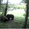 Prvi put u Srbiji: Počelo veliko brojanje mrkog medveda!