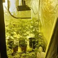 Uhapšen Novosađanin u stanu napravio laboratoriju za uzgoj marihuane