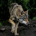EU razmatra zakon koji štiti vukove od lovaca i farmera: Sve ih je više u Evropi