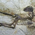 Smrtonosna prašina: Otkriven pravi razlog za izumiranje dinosaurusa