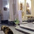 Prizor koji slama srca: Svaki dan nakon Marijine smrti njen pas odlazi u crkvu, sedne kod oltara i strpljivo je čeka da se…