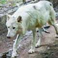 Životinje: Vukovi napali ženu u safari parku nadomak Pariza