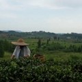 Gruzijski čaj ponovo privlači ljubitelje aromatičnog napitka i turiste