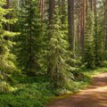 Zaštita drveća i simpatičnih torbara: Vlada Novog Južnog Velsa formira nacionalni park "Grejt Koala"