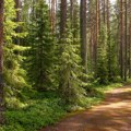 Zaštita drveća i simpatičnih torbara: Vlada Novog Južnog Velsa formira nacionalni park "Grejt Koala"